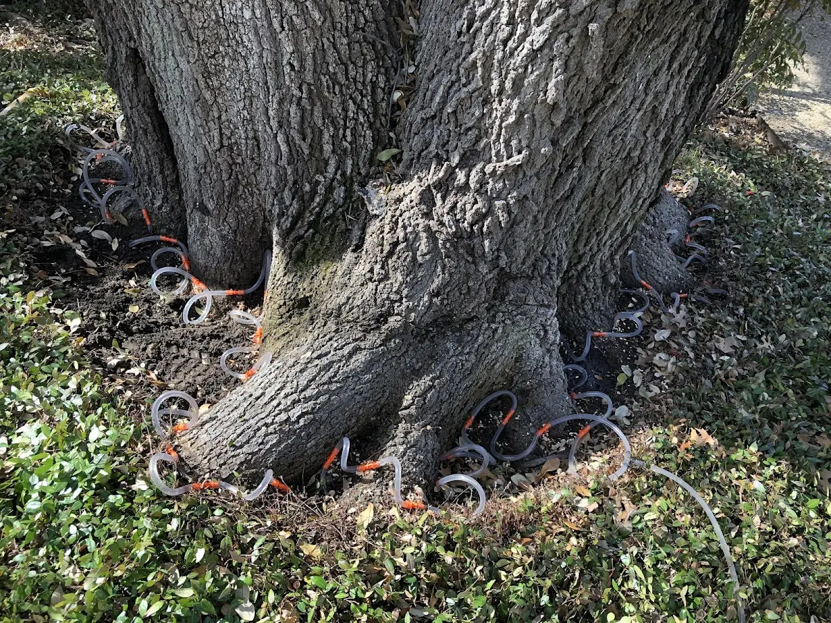 Detailed Tree Cabling and Bracing job site in West Sacramento