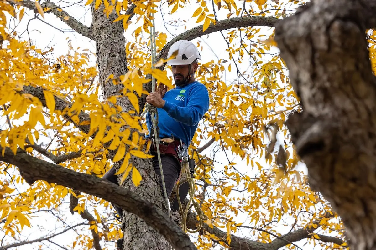 Skilled Tree Pruning crew working in West Sacramento